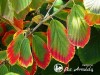Hamamelis tarpinis ,Arnold Promise' (lot. Hamamelis x intermedia)