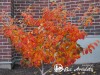 Hamamelis tarpinis ,Arnold Promise' (lot. Hamamelis x intermedia)