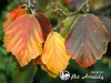 Hamamelis tarpinis ,Diane' (lot. Hamamelis x intermedia)