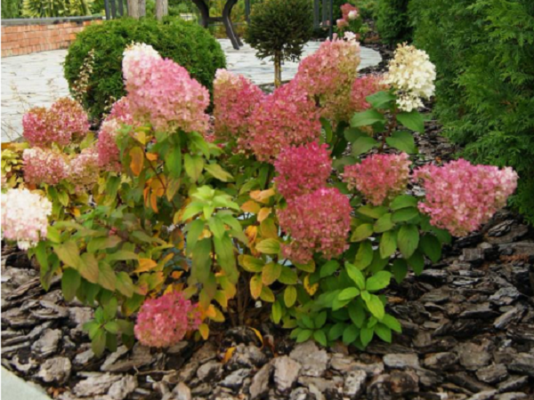 Hortenzija šluotelinė ,Bobo' (lot. Hydrangea paniculata) Hortenzija šluotelinė ,Bobo' (lot. Hydrangea paniculata)