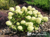 Hortenzija šluotelinė ,Bobo' (lot. Hydrangea paniculata) Hortenzija šluotelinė ,Bobo' (lot. Hydrangea paniculata)