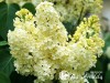 Alyva ,Minuet' (lot. Syringa) 