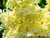 Alyva ,Minuet' (lot. Syringa) 
