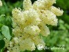 Alyva paprastoji ,Primrose' (lot. Syringa vulgaris)