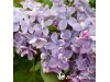 Alyva paprastoji ,Profesor Hoser' (lot. Syringa vulgaris)