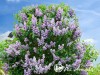 Alyva paprastoji ,Profesor Hoser' (lot. Syringa vulgaris)