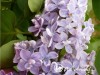 Alyva paprastoji ,Profesor Hoser' (lot. Syringa vulgaris)