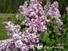 Alyva paprastoji ,Žemciuzina' (lot. Syringa vulgaris)
