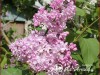 Alyva paprastoji ,Žemciuzina' (lot. Syringa vulgaris)