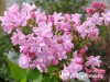 Alyva paprastoji ,Žemciuzina' (lot. Syringa vulgaris)