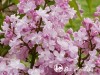Alyva paprastoji ,Žemciuzina' (lot. Syringa vulgaris)