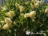 Alyva paprastoji ,Primrose' (lot. Syringa vulgaris)