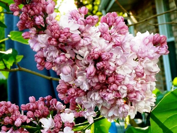 Alyva paprastoji ,Beauty of Moscow' (lot. Syringa vulgaris) Alyva paprastoji ,Beauty of Moscow' (lot. Syringa vulgaris)