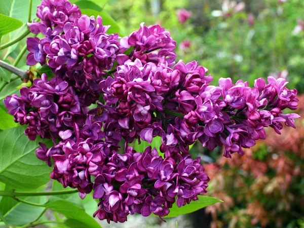 Alyva paprastoji ,Charles Joly' (lot. Syringa vulgaris) Alyva paprastoji ,Charles Joly' (lot. Syringa vulgaris)