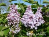 Alyva paprastoji ,Michel Buchner' (lot. Syringa vulgaris) Alyva paprastoji ,Michel Buchner' (lot. Syringa vulgaris)