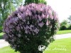 Alyva ,Minuet' (lot. Syringa) 