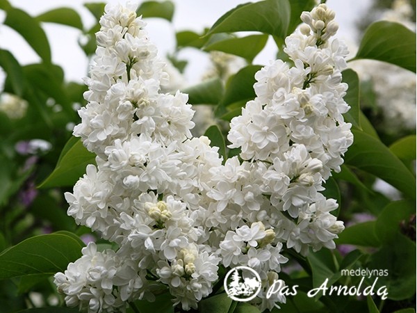 Alyva paprastoji ,Madame Lemoine' (lot. Syringa vulgaris) Alyva paprastoji ,Madame Lemoine' (lot. Syringa vulgaris)