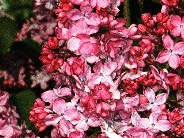 Alyva paprastoji ,Stefan Makowiecki' (lot. Syringa vulgaris) Alyva paprastoji ,Stefan Makowiecki' (lot. Syringa vulgaris)