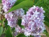 Alyva paprastoji ,General Pershing' (lot. Syringa vulgaris) Alyva paprastoji ,General Pershing' (lot. Syringa vulgaris)