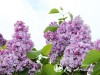 Alyva paprastoji ,General Pershing' (lot. Syringa vulgaris) Alyva paprastoji ,General Pershing' (lot. Syringa vulgaris)