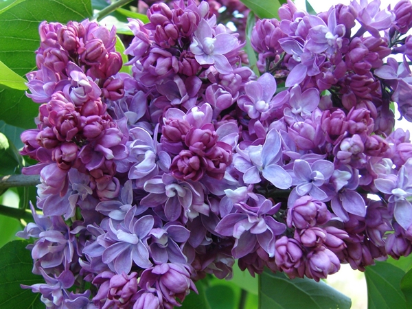 Alyva paprastoji ,General Pershing' (lot. Syringa vulgaris) Alyva paprastoji ,General Pershing' (lot. Syringa vulgaris)