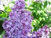 Alyva paprastoji ,General Pershing' (lot. Syringa vulgaris) Alyva paprastoji ,General Pershing' (lot. Syringa vulgaris)