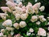 Hortenzija šluotelinė ,Diamantino' (lot. Hydrangea paniculata)