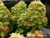 Hortenzija šluotelinė ,Graffiti' (lot. Hydrangea paniculata)