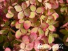 Hortenzija šluotelinė ,Graffiti' (lot. Hydrangea paniculata)
