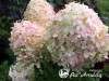 Hortenzija šluotelinė ,Limelight' (lot. Hydrangea paniculata)