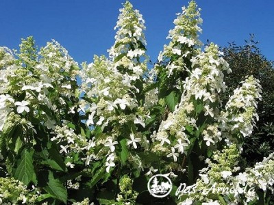 Hortenzija šluotelinė ,Levana' (lot. Hydrangea paniculata)