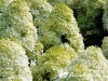 Hortenzija šluotelinė ,Limelight' (lot. Hydrangea paniculata) Hortenzija šluotelinė ,Limelight' (lot. Hydrangea paniculata)