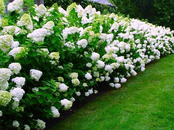 Hortenzija šluotelinė ,Limelight' (lot. Hydrangea paniculata) Hortenzija šluotelinė ,Limelight' (lot. Hydrangea paniculata)
