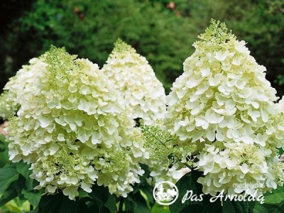 Hortenzija šluotelinė ,Magical Moonlight' (lot. Hydrangea paniculata)