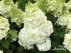 Hortenzija šluotelinė ,Magical Mont Blanc' (lot. Hydrangea paniculata)