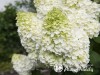 Hortenzija šluotelinė ,Magical Mont Blanc' (lot. Hydrangea paniculata)