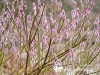Karklas laibapurkis ,Mount Aso'  (lot. Salix gracilistyla) 