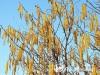 Lazdynas paprastasis ,Aurea' (lot. Corylus avellana)