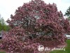 Magnolija ,Betty' (lot. Magnolia)