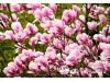 Magnolija ,George Henry Kern' (lot. Magnolia) Magnolija ,George Henry Kern' (lot. Magnolia)