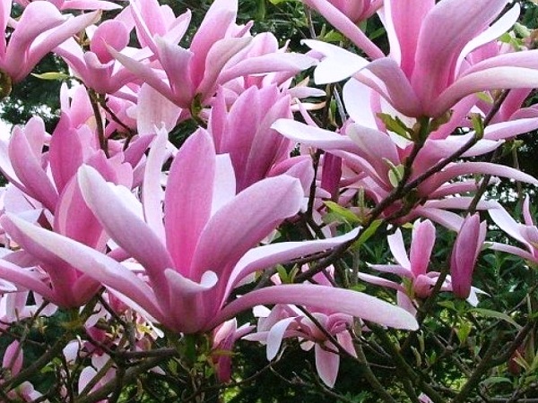 Magnolija ,George Henry Kern' (lot. Magnolia) Magnolija ,George Henry Kern' (lot. Magnolia)