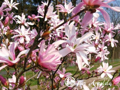 Magnolija Lebnerio ,Leonard Messel' (lot. Magnolia x lobneri)