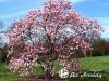 Magnolija Lebnerio ,Leonard Messel' (lot. Magnolia x lobneri)