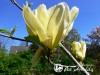 Magnolija puošnioji YELLOW RIVER ,Fei Huang' (lot. Magnolia denudata)