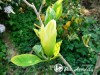 Magnolija puošnioji YELLOW RIVER ,Fei Huang' (lot. Magnolia denudata)