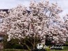 Magnolija Sulanžo (lot. Magnolia x soulangeana)