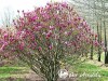 Magnolija ,Susan' (lot. Magnolia)