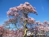 Magnolija žvaigždinė ,Rosea' (lot. Magnolia stellata) -c3