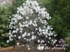 Magnolija žvaigždinė ,Royal Star' (lot. Magnolia stellata)