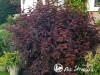 Pūslenis putinalapis ,Lady in Red' (lot. Physocarpus opulifolius)